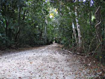 Jungle path connecting the ruins