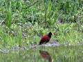 Birds of Tikal